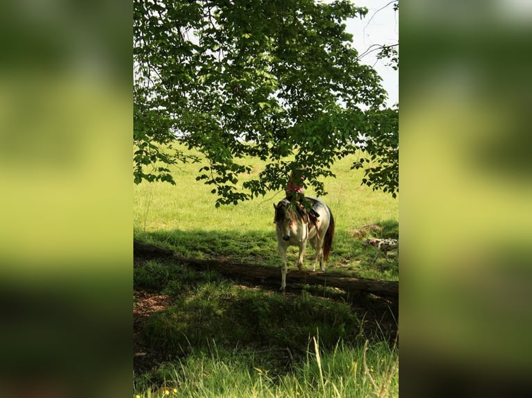 Pony of the Americas Gelding 5 years 14 hh Buckskin in Horton