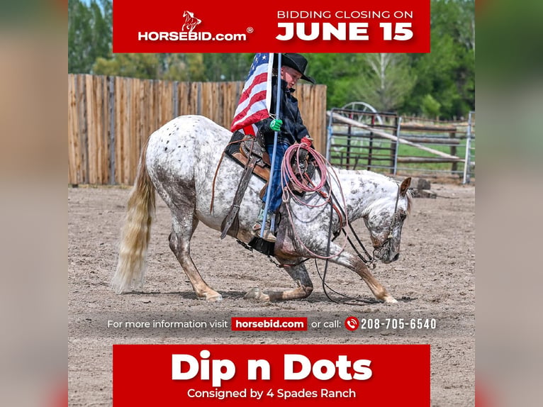 Pony of the Americas Gelding 5 years 14 hh  in Rigby