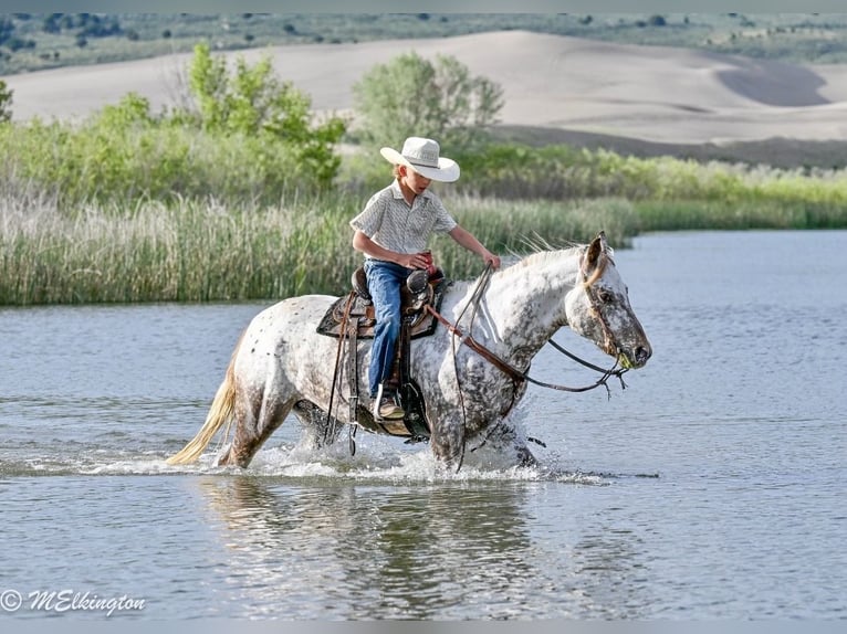 Pony of the Americas Gelding 5 years 14 hh  in Rigby