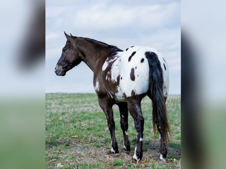 Pony of the Americas Mix Gelding 5 years 14,2 hh Pinto in Auburn