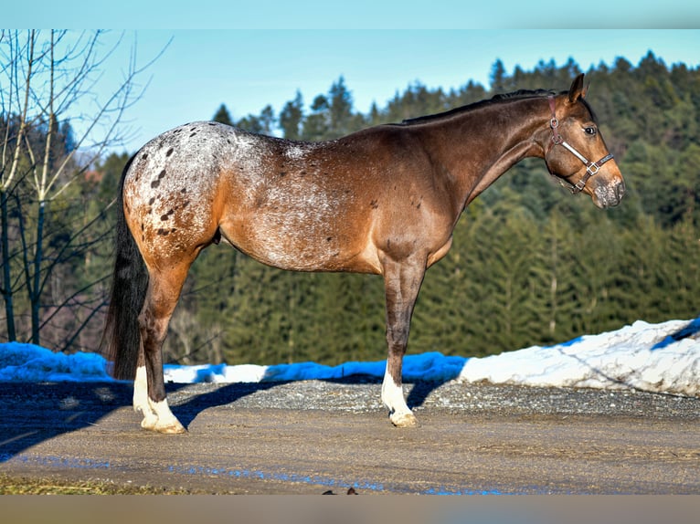 Pony of the Americas Gelding 5 years 14,3 hh  in Alfdorf