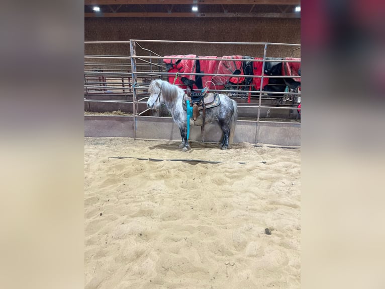 Pony of the Americas Gelding 5 years 9,2 hh Grey in Charleston