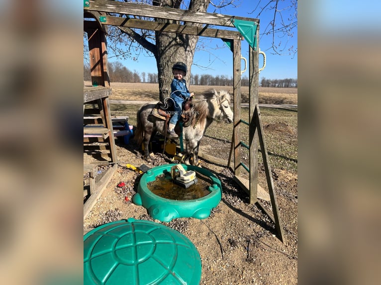 Pony of the Americas Gelding 5 years 9,2 hh Grey in Charleston