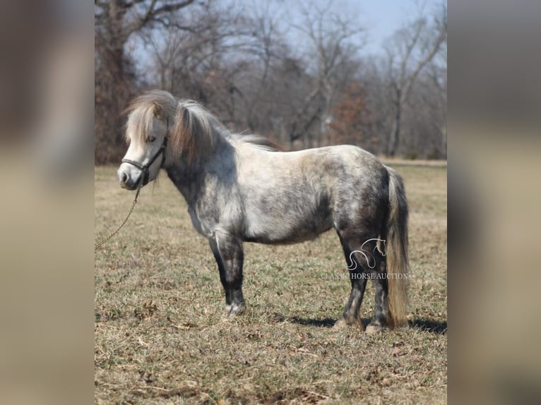 Pony of the Americas Gelding 5 years 9,2 hh Grey in Charleston