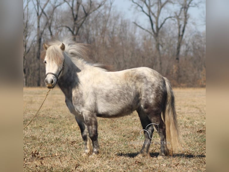 Pony of the Americas Gelding 5 years 9,2 hh Grey in Charleston