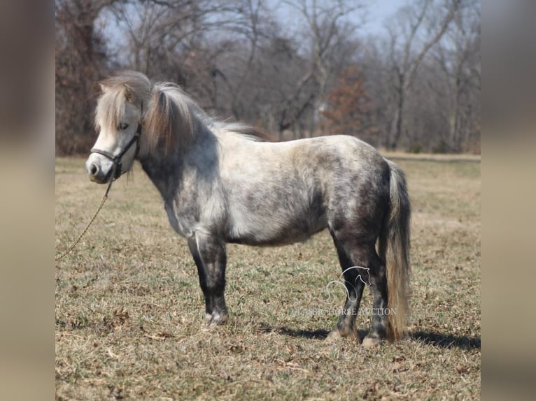 Pony of the Americas Gelding 5 years 9,2 hh Grey in Charleston