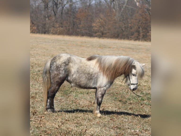 Pony of the Americas Gelding 5 years 9,2 hh Grey in Charleston