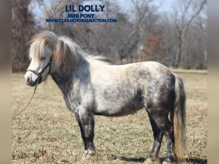 Pony of the Americas Gelding 5 years 9,2 hh Grey in Charleston