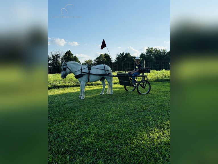 Pony of the Americas Gelding 6 years 10,2 hh Gray in Breeding, KY