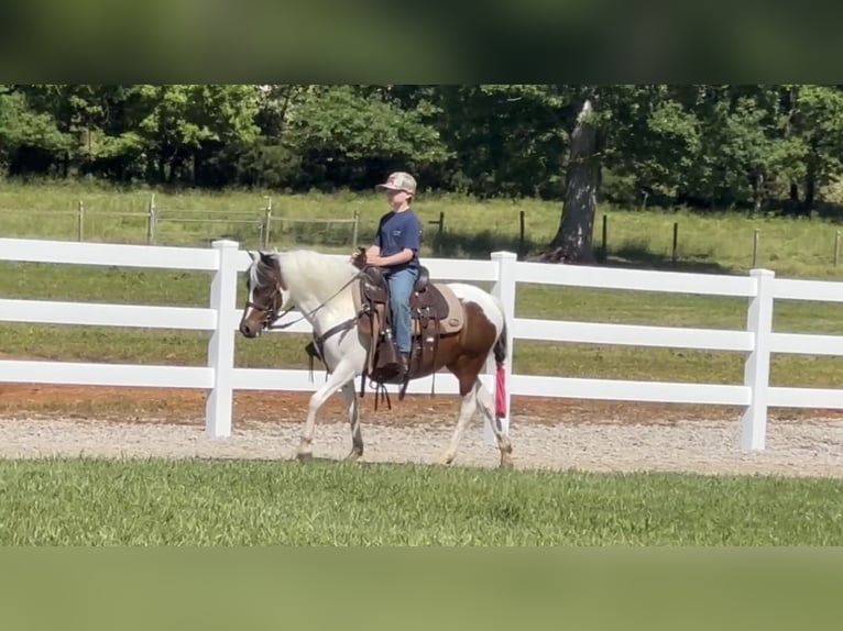 Pony of the Americas Gelding 6 years 12 hh Bay in Lewisburg, TN