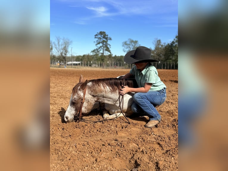 Pony of the Americas Gelding 6 years 13.2 hh Roan-Red in Bloomburg