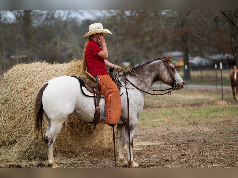 Pony of the Americas Gelding 6 years 13.2 hh Roan-Red in Bloomburg