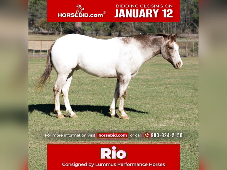 Pony of the Americas Gelding 6 years 13,2 hh Roan-Red in Bloomburg