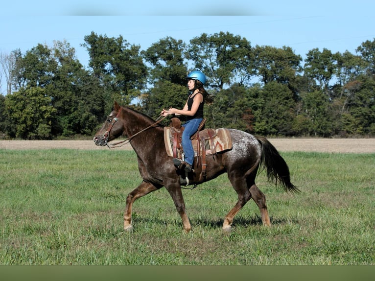 Pony of the Americas Gelding 6 years 14 hh Roan-Red in Charleston, IL