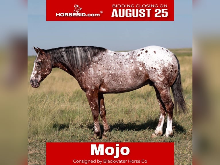 Pony of the Americas Gelding 6 years 14 hh in Canyon, TX