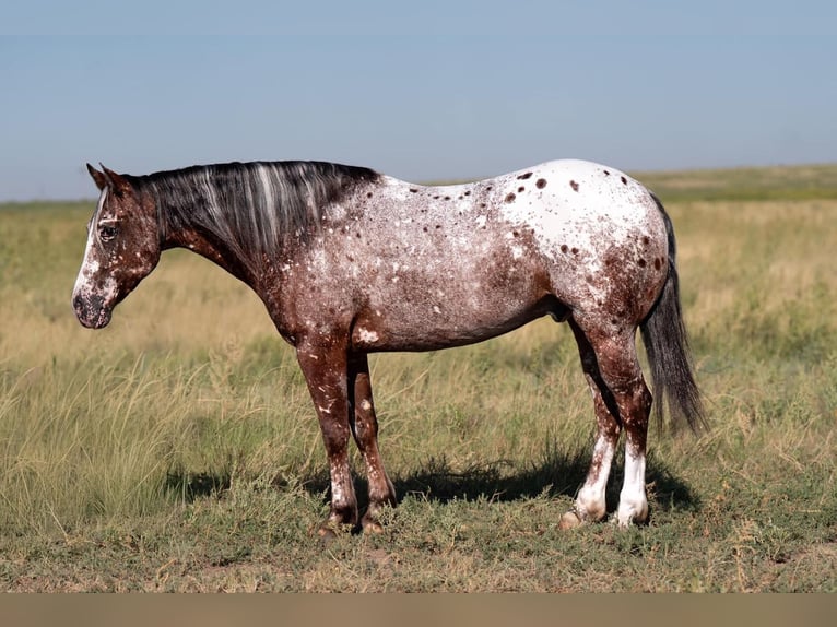 Pony of the Americas Gelding 6 years 14 hh in Canyon, TX