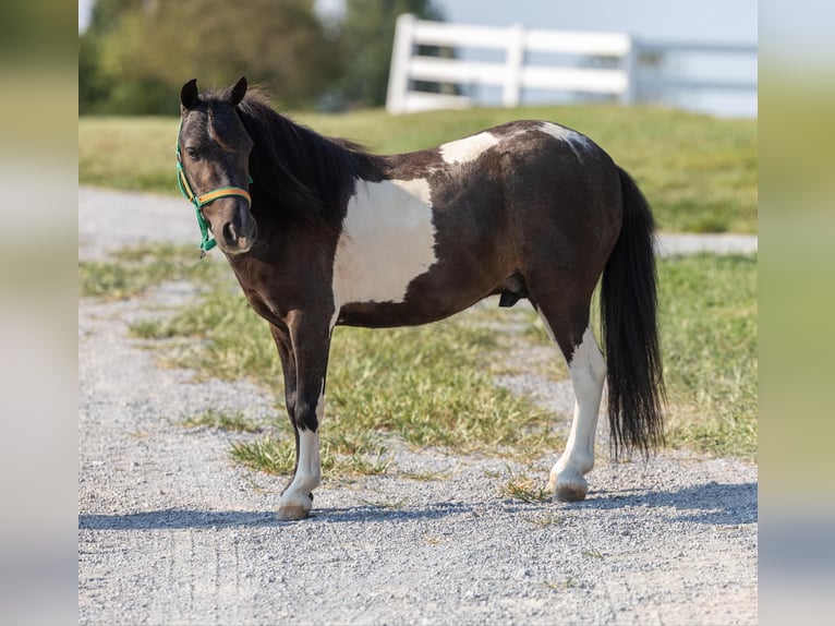 Pony of the Americas Gelding 6 years 9 hh Tobiano-all-colors in Ewing KY