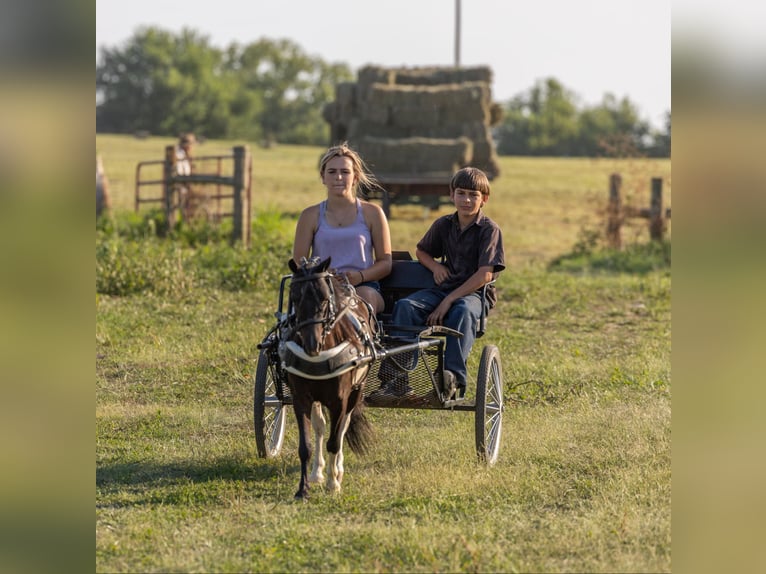 Pony of the Americas Gelding 6 years 9 hh Tobiano-all-colors in Ewing KY