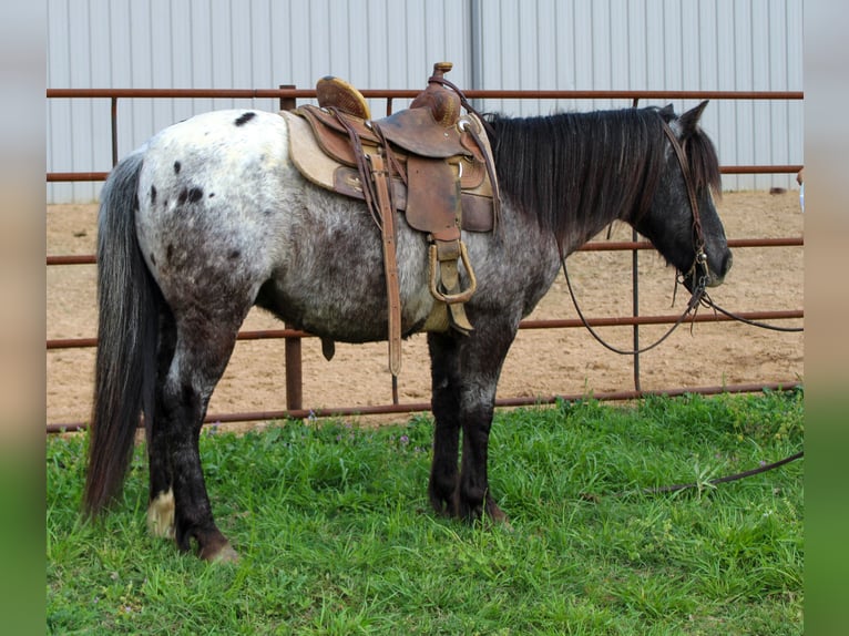 Pony of the Americas Gelding 7 years 11,3 hh in Rusk