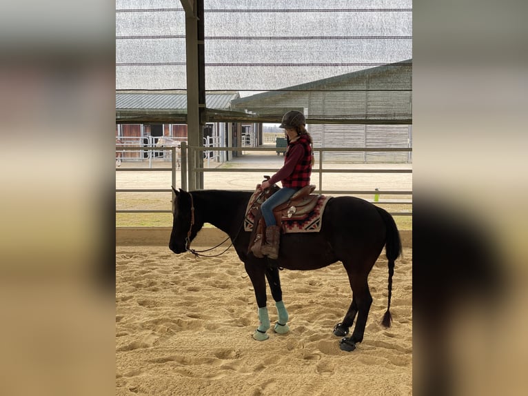 Pony of the Americas Gelding 7 years 13,3 hh Black in Schopfheim