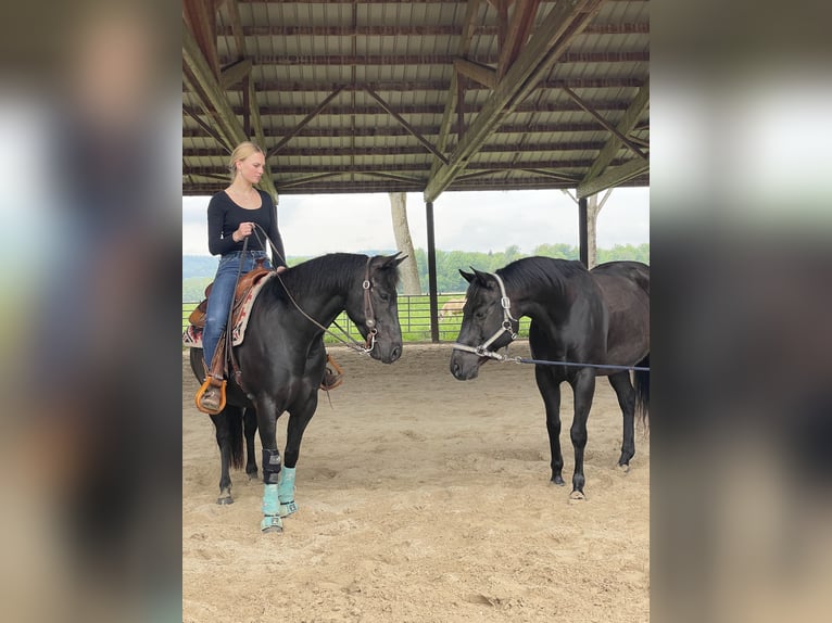 Pony of the Americas Gelding 7 years 13,3 hh Black in Schopfheim