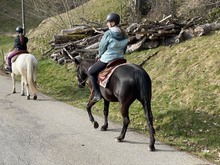 Pony of the Americas Gelding 7 years 13,3 hh Black in Schopfheim