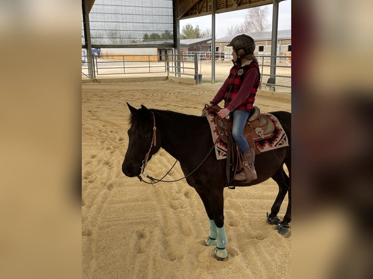 Pony of the Americas Gelding 7 years 13,3 hh Black in Schopfheim