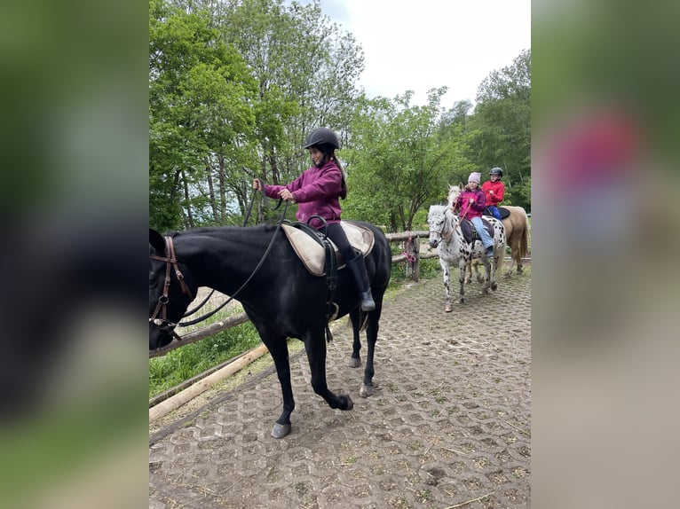 Pony of the Americas Gelding 7 years 13,3 hh Black in Schopfheim