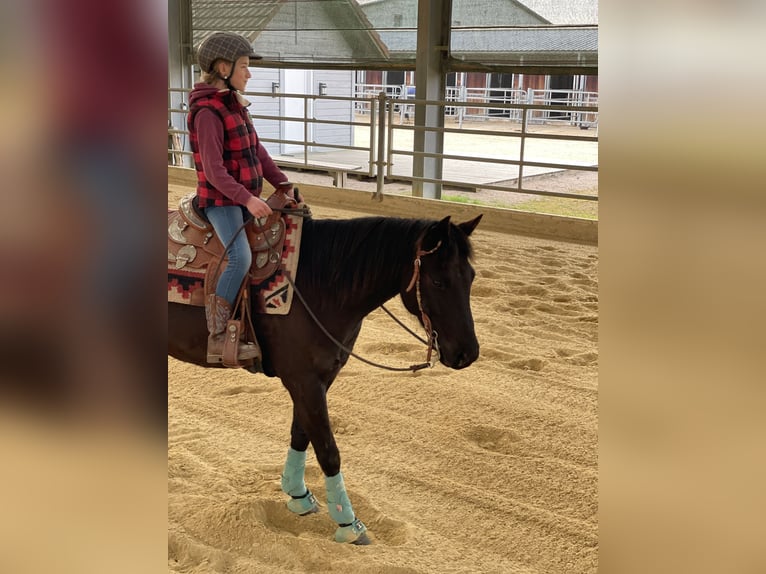 Pony of the Americas Gelding 7 years 13,3 hh Black in Schopfheim
