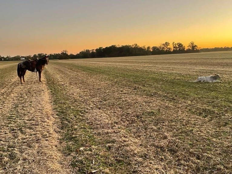 Pony of the Americas Gelding 7 years 14 hh Roan-Red in Charleston, IL