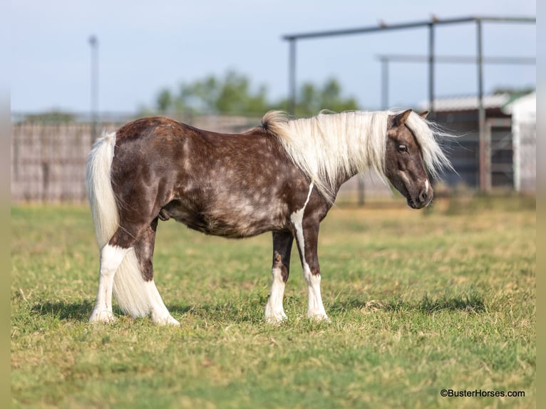 Pony of the Americas Gelding 7 years 9,3 hh Bay in Weatherford TX