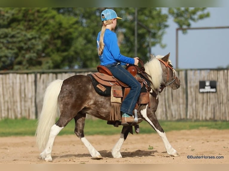 Pony of the Americas Gelding 7 years 9,3 hh Bay in Weatherford TX