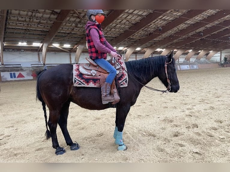 Pony of the Americas Gelding 8 years 13.3 hh Black in Schopfheim