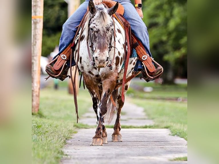 Pony of the Americas Gelding 8 years 13 hh in Mount Hope