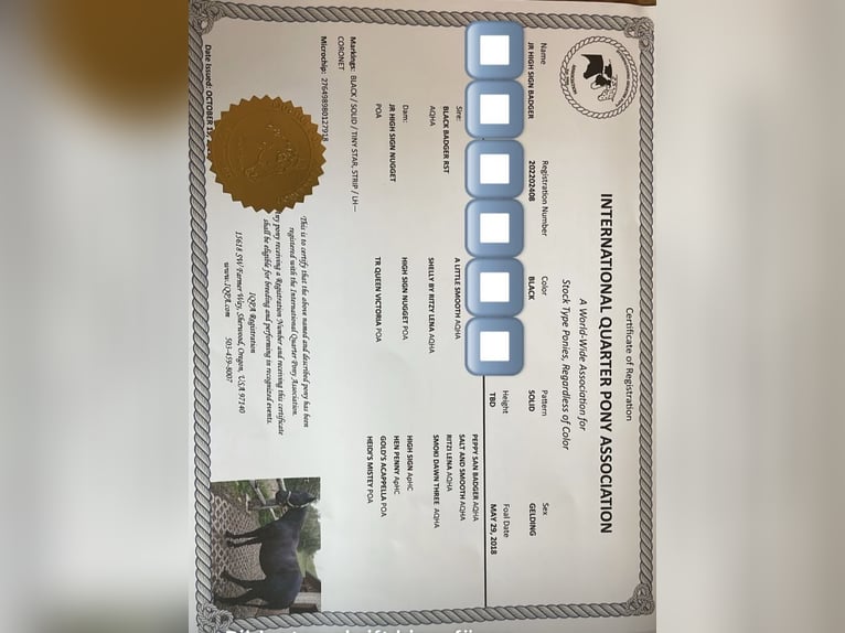 Pony of the Americas Gelding 8 years 13,3 hh Black in Schopfheim