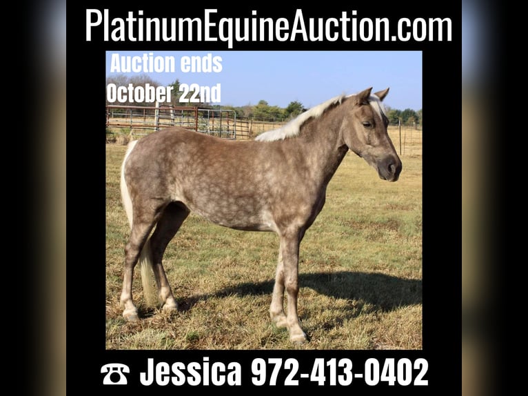 Pony of the Americas Gelding 9 years 11 hh Gray in Ravenna TX