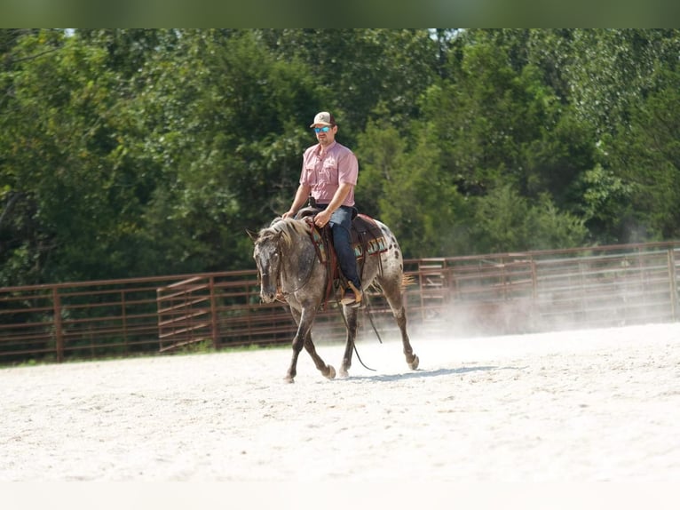 Pony of the Americas Gelding 9 years 13,2 hh Gray in Mount Vernon, MO