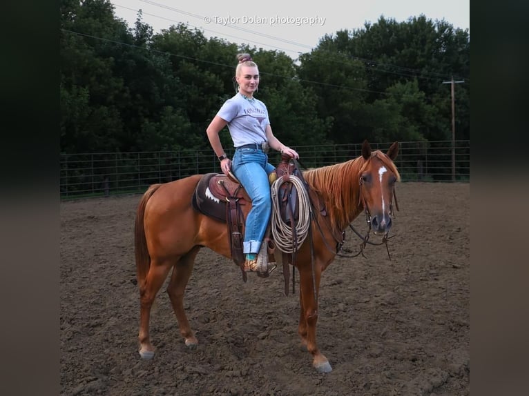 Pony of the Americas Gelding 9 years 14,2 hh Sorrel in Dubuque, IA