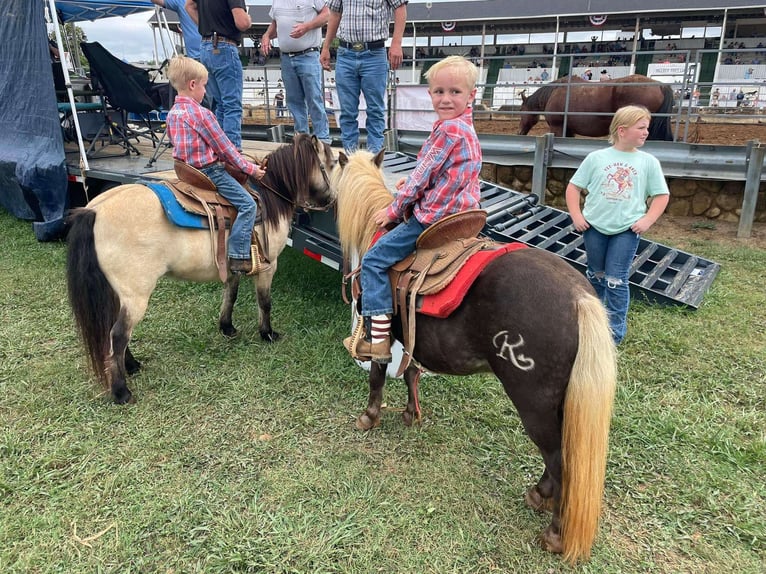 Pony of the Americas Gelding 9 years 9.1 hh Brown in Huntland TN