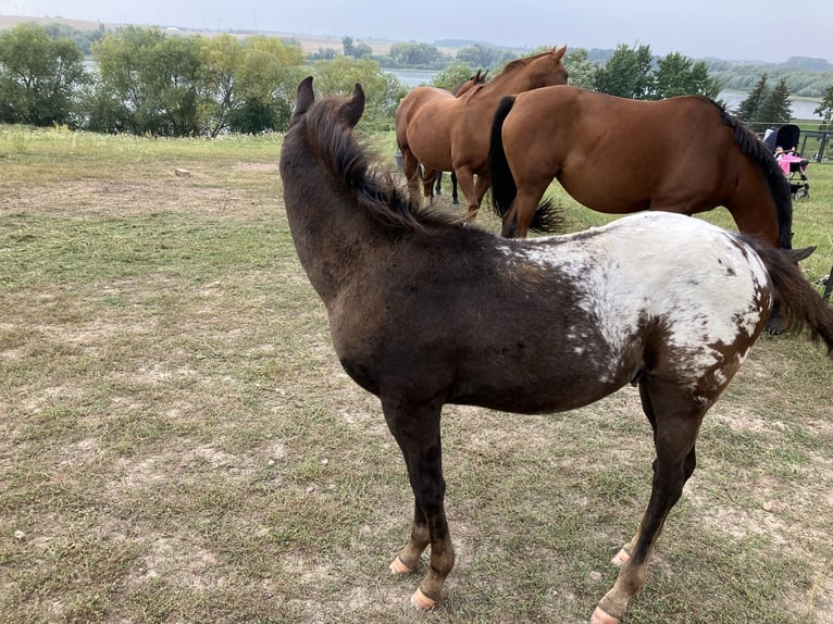 Pony of the Americas Hengst 1 Jaar 148 cm Donkerbruin in Wermsdorf