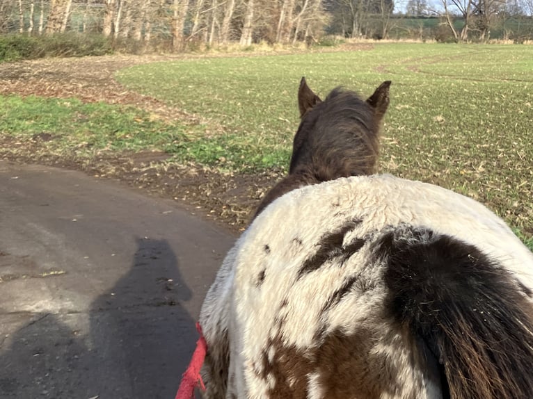 Pony of the Americas Hengst 1 Jaar 148 cm Donkerbruin in Wermsdorf