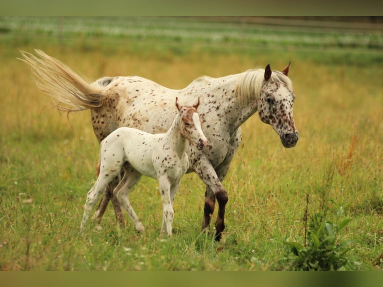 Pony of the Americas Hengst 1 Jahr 135 cm Tigerschecke in Waldshut-Tiengen