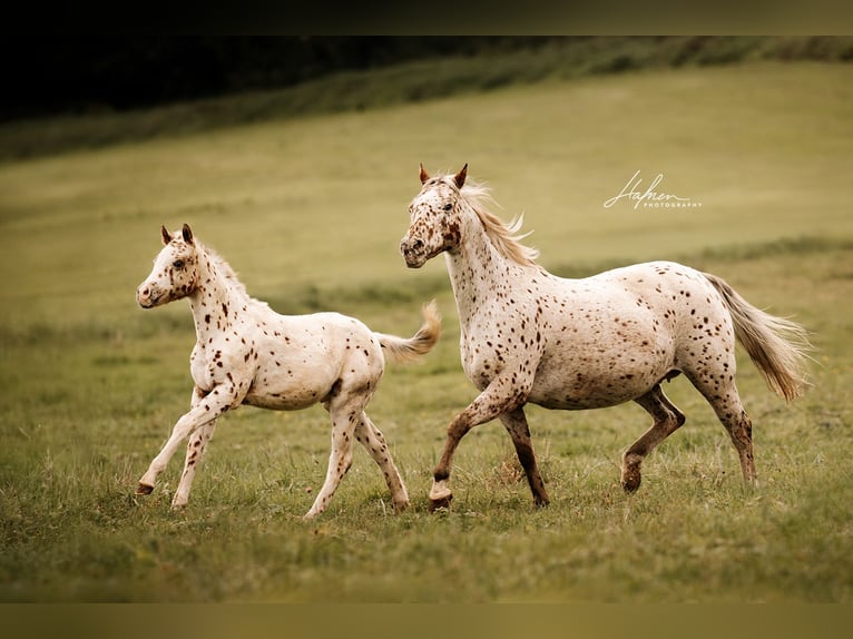 Pony of the Americas Hengst 1 Jahr 135 cm Tigerschecke in Waldshut-Tiengen