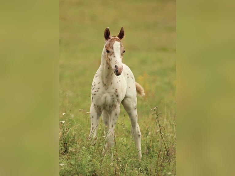 Pony of the Americas Hengst 1 Jahr 135 cm Tigerschecke in Waldshut-Tiengen