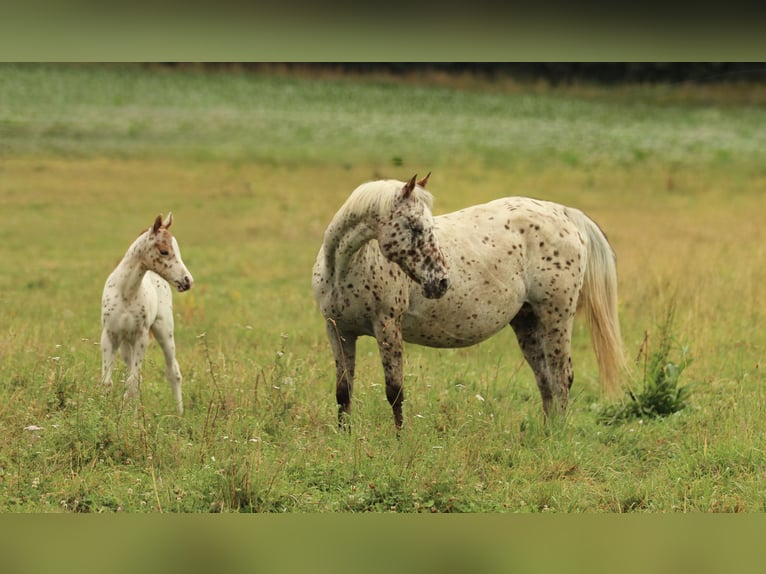 Pony of the Americas Hengst 1 Jahr 135 cm Tigerschecke in Waldshut-Tiengen
