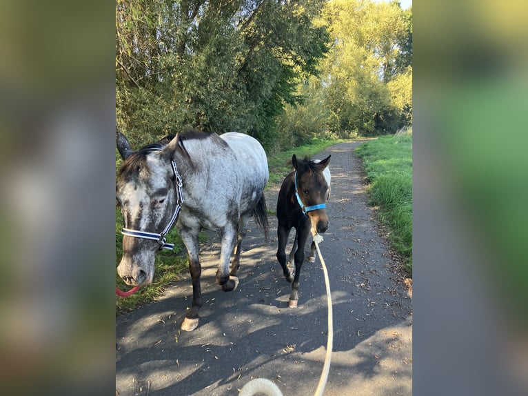 Pony of the Americas Hengst 1 Jahr 148 cm Dunkelbrauner in Wermsdorf