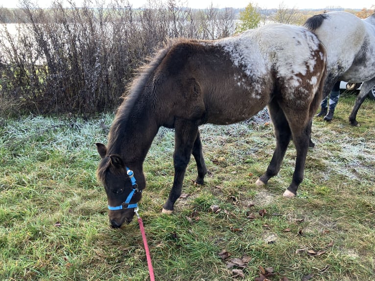 Pony of the Americas Hengst 1 Jahr 148 cm Dunkelbrauner in Wermsdorf
