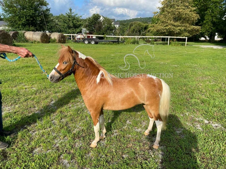 Pony of the Americas Hengst 1 Jahr 71 cm Rotfuchs in Cowan, TN