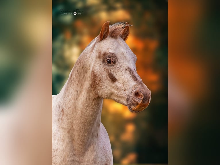 Pony of the Americas Hengst 21 Jaar 135 cm Donkere-vos in Quitzdorf am see