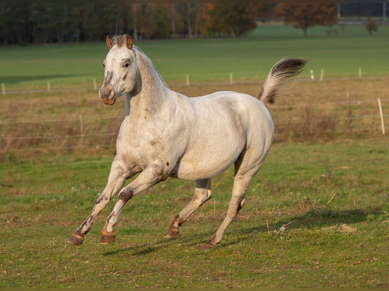 Pony of the Americas Hengst 21 Jahre 135 cm Dunkelfuchs in Quitzdorf am see